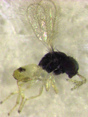 Thripoctenus javae