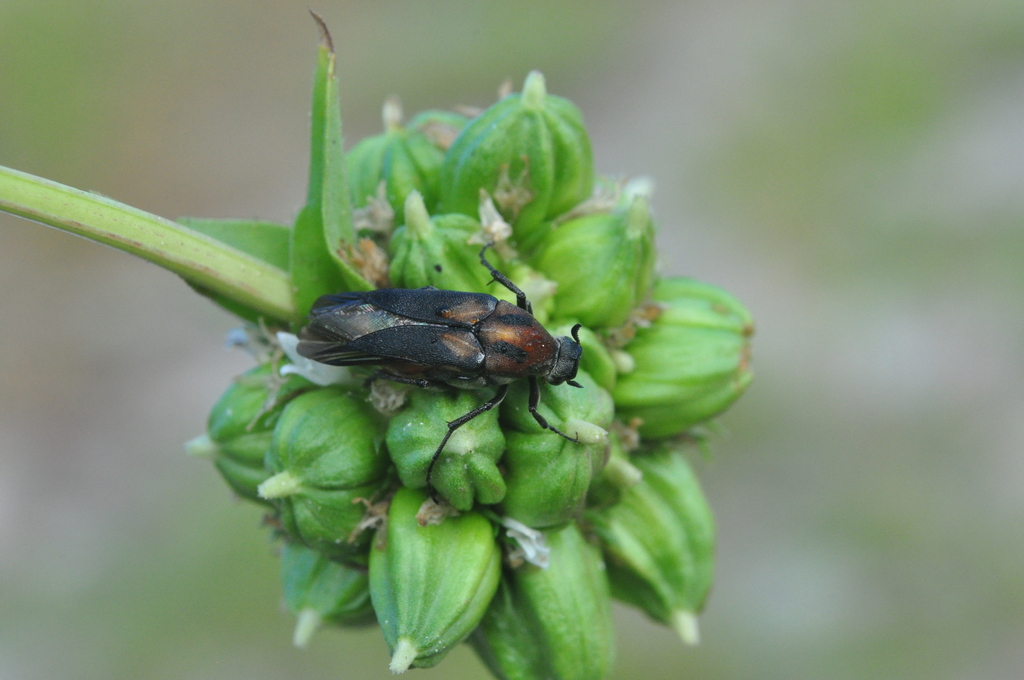 Macrosiagon rubropicta