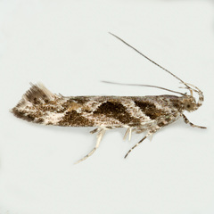 Aristotelia fungivorella