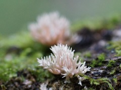 Lentaria byssiseda
