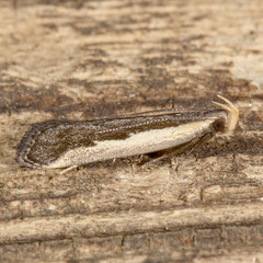 Dichomeris setosella