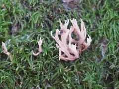 Lentaria byssiseda