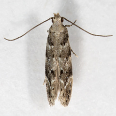 Coleotechnites coniferella