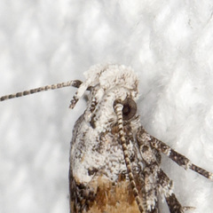 Gnorimoschema septentrionella