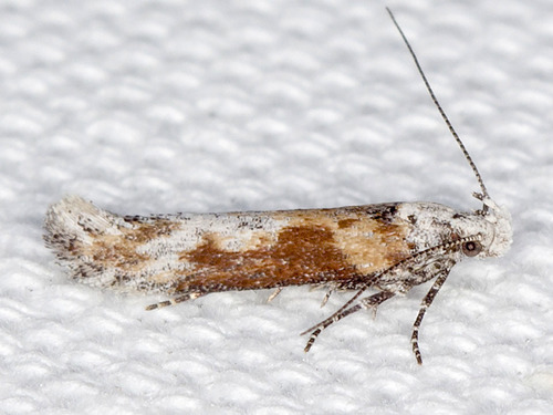 Gnorimoschema septentrionella