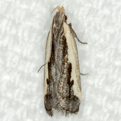 Dichomeris setosella