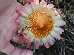 Protea sulphurea