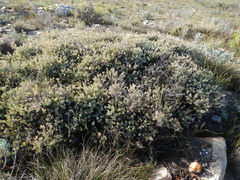 Protea sulphurea