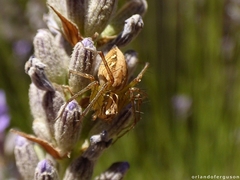Oxyopes lineatus
