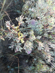 Protea sulphurea