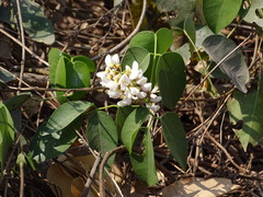Derris trifoliata