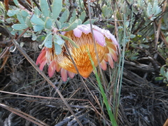 Protea sulphurea