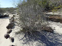 Xylothamia diffusa