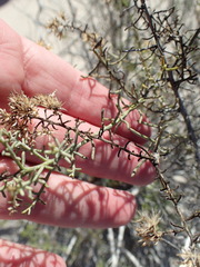 Xylothamia diffusa