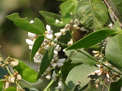 Derris trifoliata