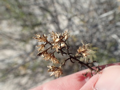 Xylothamia diffusa