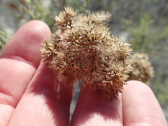 Xylothamia diffusa
