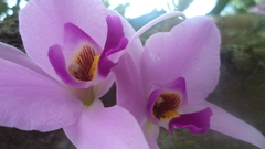 Laelia anceps