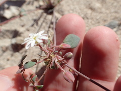 Drymaria holosteoides