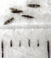 Parthenothrips dracaenae