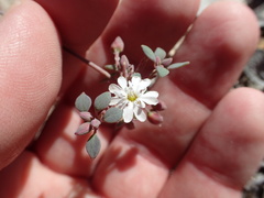 Drymaria holosteoides