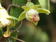 Sonneratia apetala