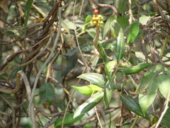 Tinospora cordifolia