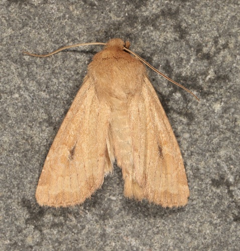 Lined Quaker photo 5