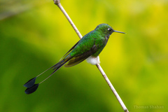 Booted Racket-Tail photo 4