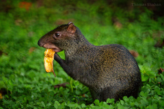 Central American Agouti photo 1