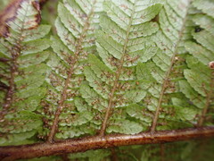 Leon Perrie, CC BY, iNaturalist via GBIF Alsophila colensoi, photograph Leon Perrie, CC BY, iNaturalist via GBIF
