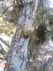 Tillandsia utriculata