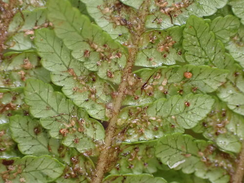 Alsophila colensoi, photograph 2
