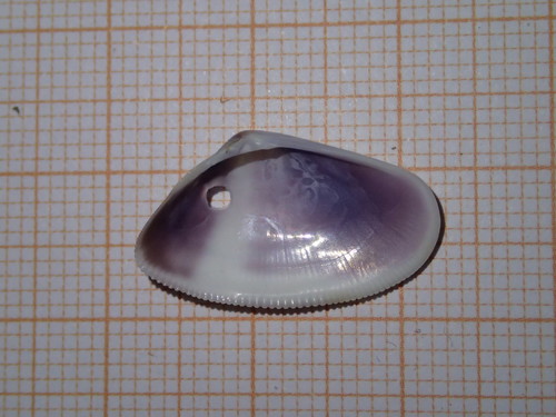 Donax semistriatus