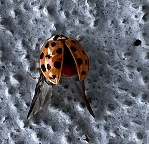 Asian Lady Beetle photographed in South Carolina