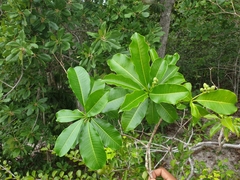 Rauvolfia