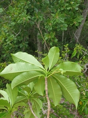 Rauvolfia