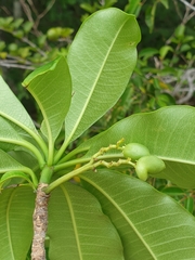 Rauvolfia
