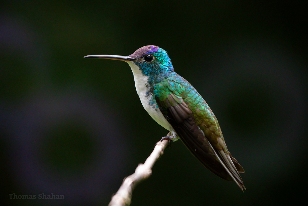 Andean Emerald photo