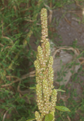 Amaranthus