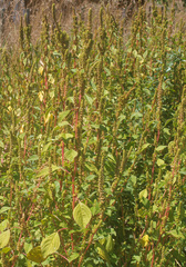 Amaranthus