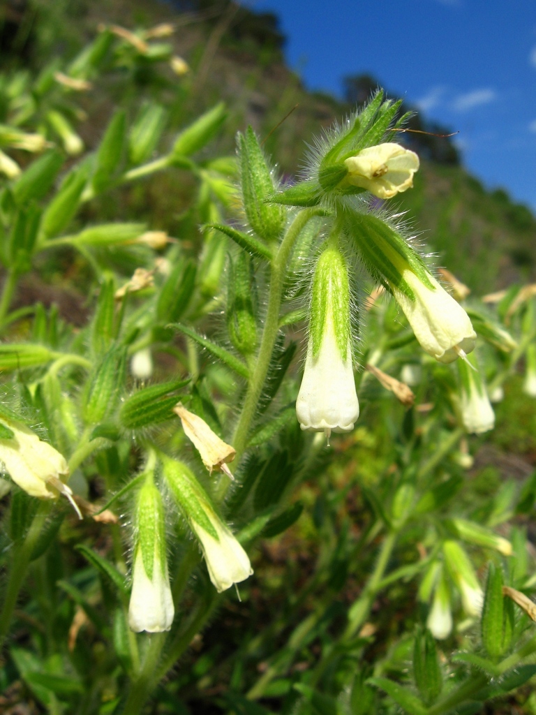 Onosma gmelinii