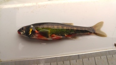 Minnow photo 5