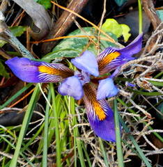 Iris unguicularis cretensis
