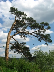 Pinus sylvestris