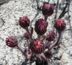 Mairia coriacea
