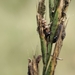 Ergot Beetle - Photo (c) Cesar Garcia, some rights reserved (CC BY-NC), uploaded by Cesar Garcia