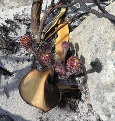 Mairia coriacea