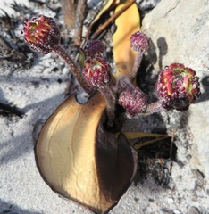 Mairia coriacea