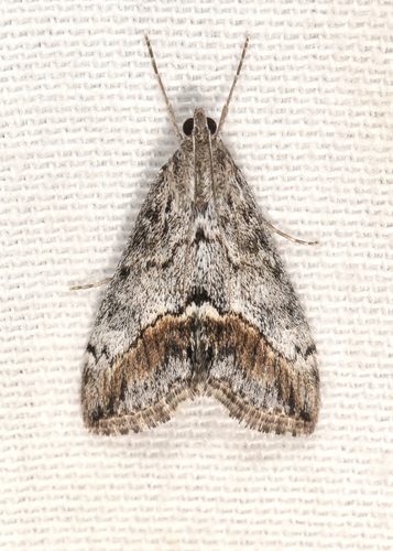 Brown-patched Evergestis photo 4